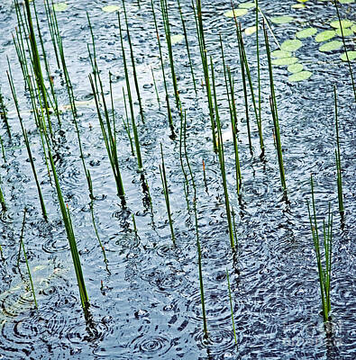 Lilies Photos - Rain on Pond by THP Creative