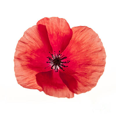 Floral Photos - One red poppy by Elena Elisseeva