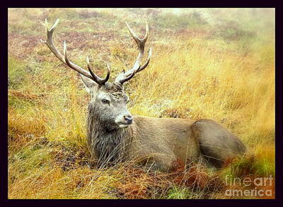Portraits Photos - Wildlife Fine Art Resting stag by Linsey Williams