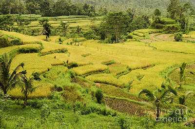 Winter Wonderland - Rice Field Landcape In Bali Indonesia by JM Travel Photography