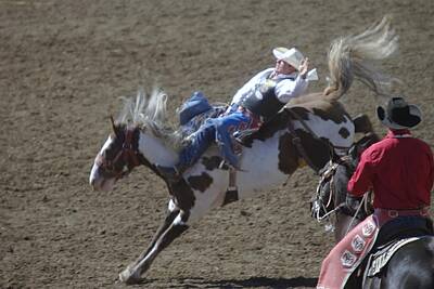 Birds Royalty-Free and Rights-Managed Images - Ride Em Cowboy by Jeff Swan