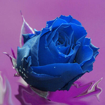 Best Sellers - Abstract Flowers Digital Art - Rose by Carol Lynch