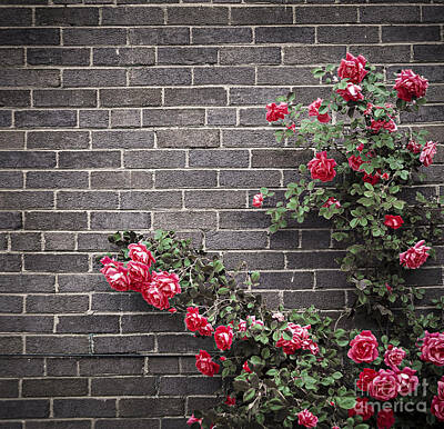 Roses Photos - Roses on brick wall 2 by Elena Elisseeva