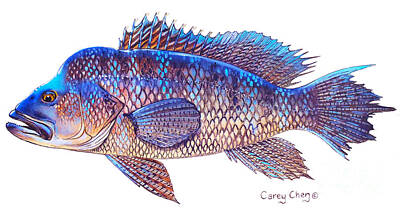 Beach Royalty-Free and Rights-Managed Images - Sea Bass by Carey Chen