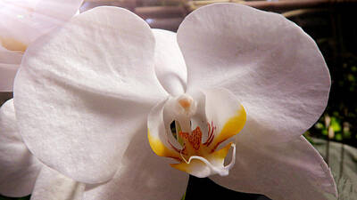 Floral Photos - Shining and Elegant by Xueyin Chen