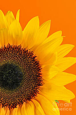 Floral Royalty-Free and Rights-Managed Images - Sunflower closeup 2 by Elena Elisseeva