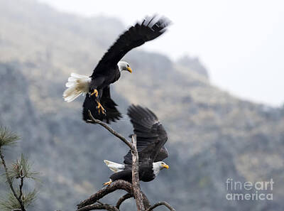 Birds Royalty-Free and Rights-Managed Images - Eagles Take Flight by Michael Dawson