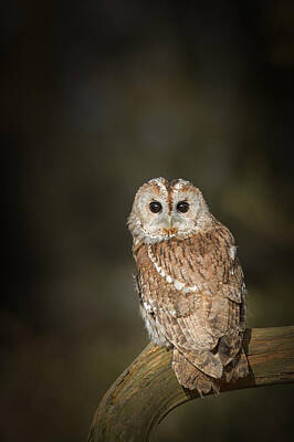 Vintage State Flags - Tawny Owl by Andy Astbury