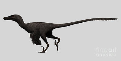 Animals Digital Art - Velociraptor Mongoliensis by Christian Masnaghetti