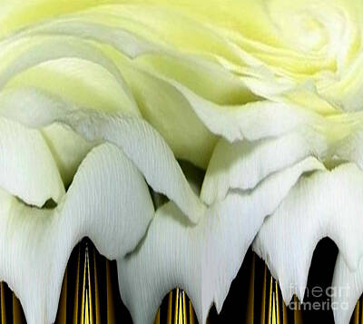 Roses Royalty-Free and Rights-Managed Images - White Rose Polar Coordinates by Rose Santuci-Sofranko