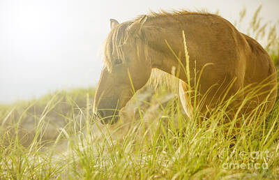 Priska Wettstein All About Still Lifes - Wild Horse on the Outer Banks by Diane Diederich