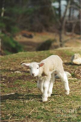 Coffee - #240 25 Marys Little Lamb Just Born by Robin Lee Mccarthy Photography