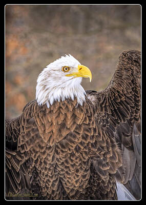 Landscapes Royalty-Free and Rights-Managed Images - American Bald Eagle by LeeAnn McLaneGoetz McLaneGoetzStudioLLCcom