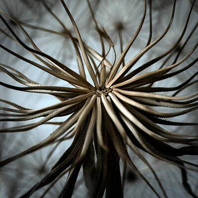 Abstract Flowers Royalty Free Images - Dandelion Royalty-Free Image by Stelios Kleanthous