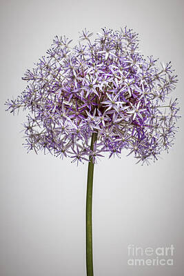 Sugar Skulls - Flowering onion on gray by Elena Elisseeva