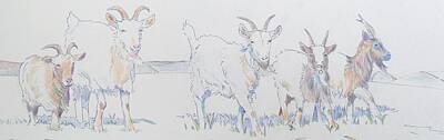 Mammals Drawings - Goat Drawing by Mike Jory