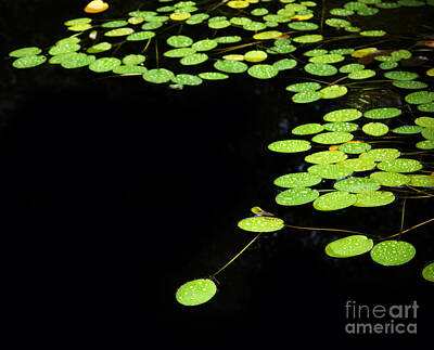 Impressionism Photo Royalty Free Images - Lilly Pad Pond Royalty-Free Image by THP Creative