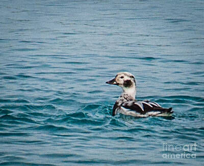 Abstract Expressionism - Long Tailed Duck by Ronald Grogan