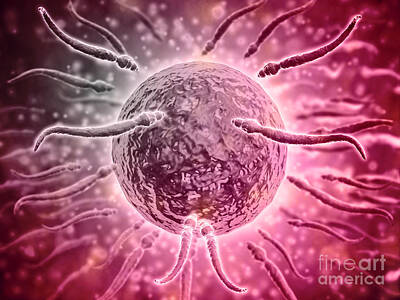 Modern Man Classic New York - Microscopic View Of Sperm Swimming by Stocktrek Images