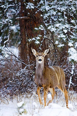 Steven Krull Royalty Free Images - Mule Deer in Snow Royalty-Free Image by Steven Krull