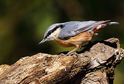 Nautical Animals Rights Managed Images - Nuthatch Royalty-Free Image by Grant Glendinning