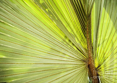 Lights Camera Action - Palm Leaf Background by THP Creative