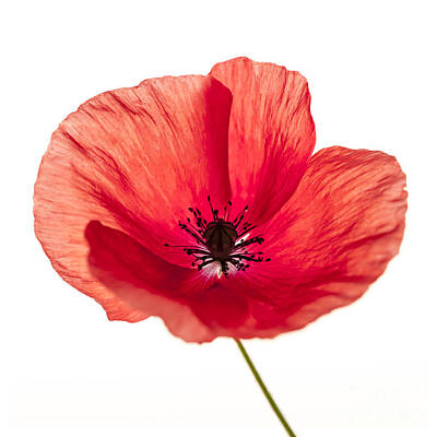 Portraits Royalty-Free and Rights-Managed Images - Red poppy flower portrait by Elena Elisseeva