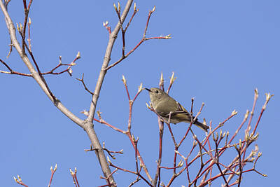 Maps Maps And More Maps - Ruby-crowned Kinglet by Jack R Perry