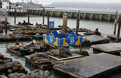 Wild Horse Paintings - Seals Relaxing on Pier 39 by James Connor
