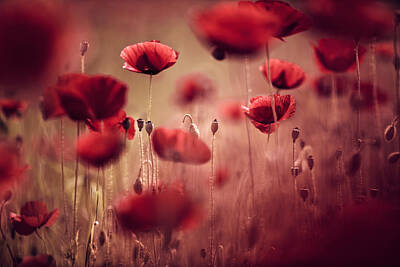 Royalty-Free and Rights-Managed Images - Summer Poppy by Nailia Schwarz