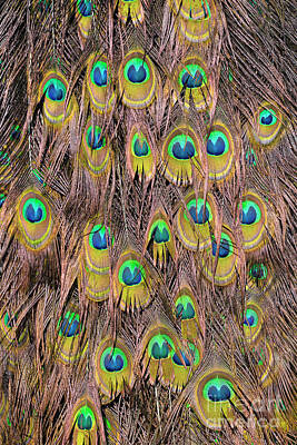 Parks - Tail feathers of peacock by George Atsametakis