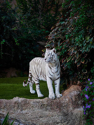 Sweet Tooth Royalty Free Images - The White Tiger Royalty-Free Image by Jouko Lehto