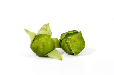 Katharine Hepburn - Tomatillo fruit close-up on white background by Perry Van Munster