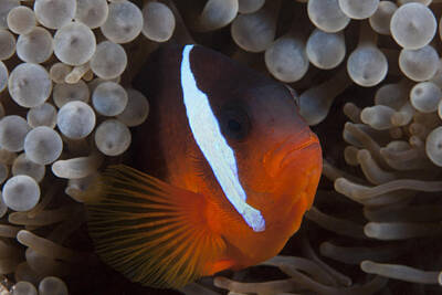 On Trend Breakfast Royalty Free Images - Tomato Clownfish In Its Host Anenome Royalty-Free Image by Terry Moore