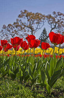 Florals Rights Managed Images - Tulips Royalty-Free Image by Paulo Goncalves