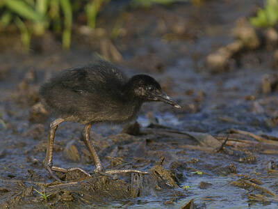 Old Masters - Young King Rail in a wetland by Mark Wallner