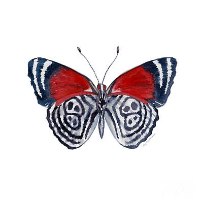 Animals Paintings - 37 Diathria Clymena Butterfly by Amy Kirkpatrick