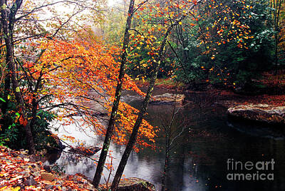 I Sea You - Autumn along Williams River by Thomas R Fletcher