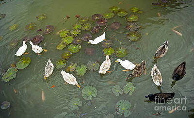 Lilies Photos - Ducks on Pond by THP Creative