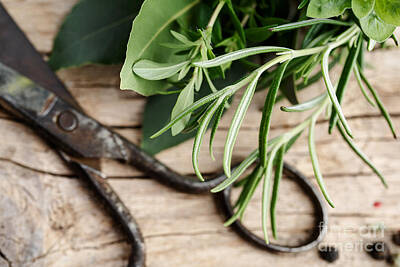 Still Life Royalty Free Images - Kitchen Herbs Royalty-Free Image by Nailia Schwarz