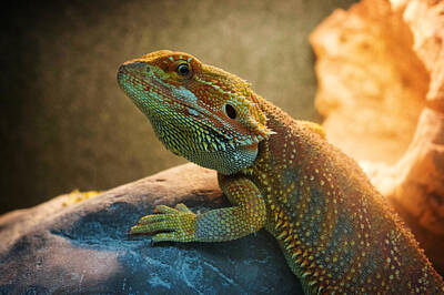 Reptiles Paintings - lizard Bearded Dragon by Celestial Images