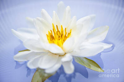 Lilies Royalty Free Images - Lotus flower 4 Royalty-Free Image by Elena Elisseeva