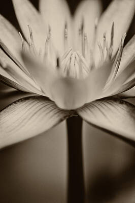 Design Turnpike Vintage Farmouse - Lotus flower by U Schade