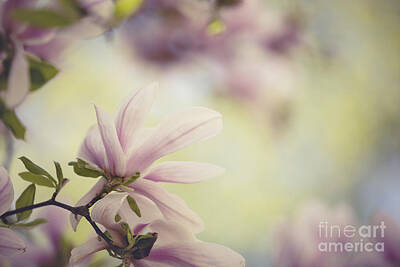 Floral Photos - Magnolia Flowers by Nailia Schwarz