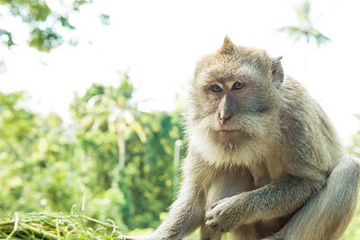 National And State Parks Royalty Free Images - Monkeys in Ubud Bali Royalty-Free Image by Nikita Buida