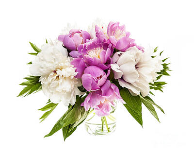 Still Life Royalty Free Images - Peony flower bouquet on white Royalty-Free Image by Elena Elisseeva