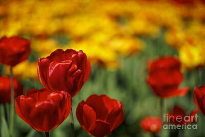 Royalty-Free and Rights-Managed Images - Red and Yellow Tulips by Nailia Schwarz