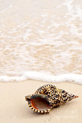 Beach Royalty-Free and Rights-Managed Images - Seashell and ocean wave 2 by Elena Elisseeva