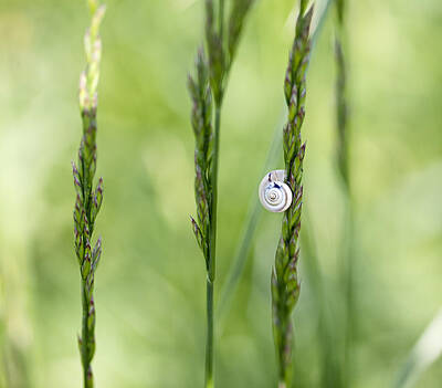 Royalty-Free and Rights-Managed Images - Snail on Grass by Nailia Schwarz