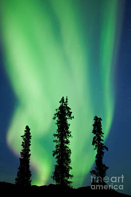 1-war Is Hell - Yukon taiga spruce Northern Lights Aurora borealis by Stephan Pietzko